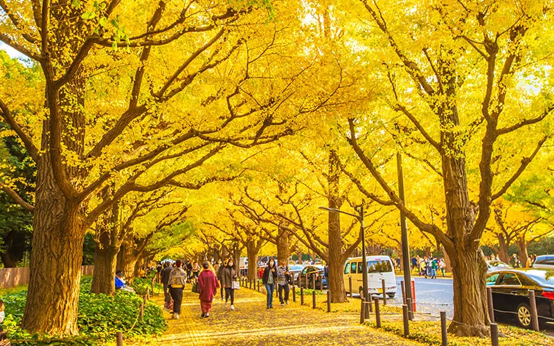 autumn-season-in-tokyo