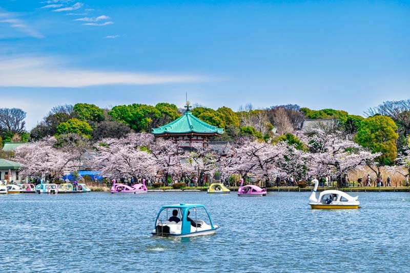 Cherry blossoms in full bloom at Ueno Park, Tokyo.