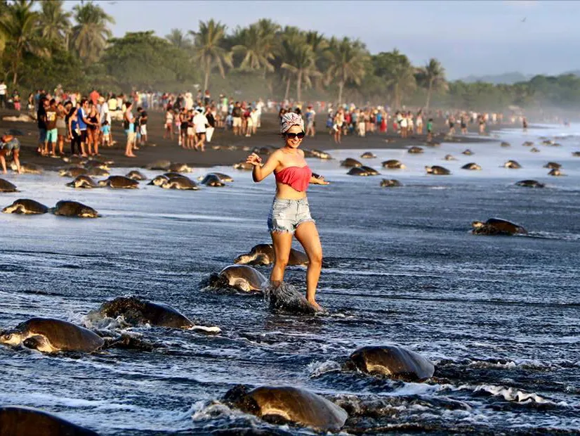 costa-rica-turtles-beach