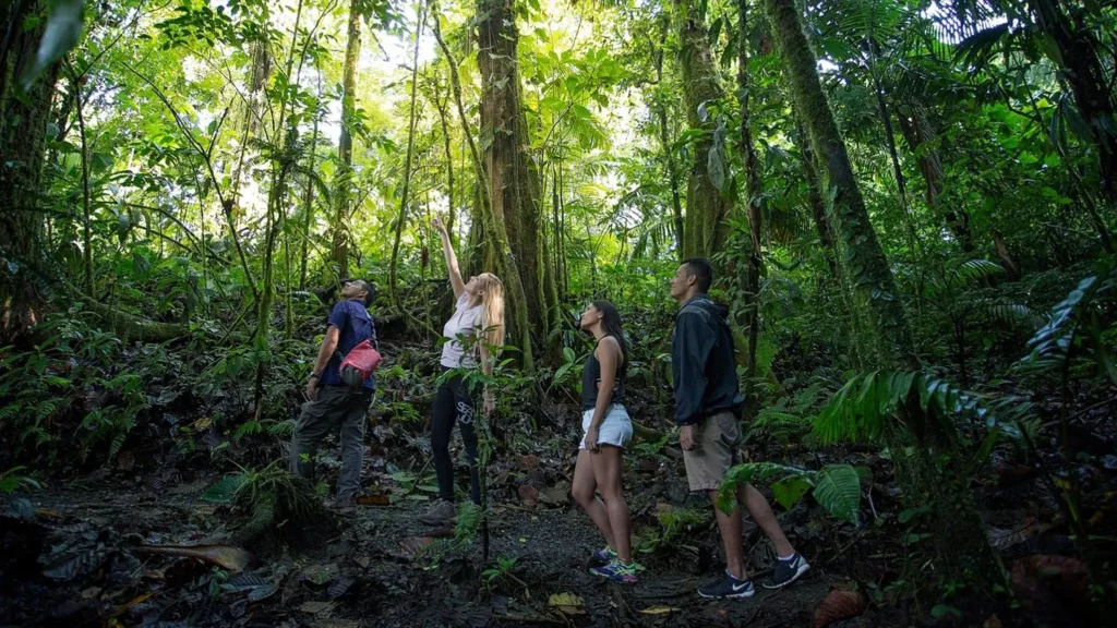 national-park-rainforest-trail