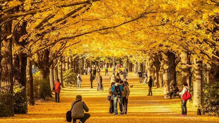 tokyo-during-fall-season