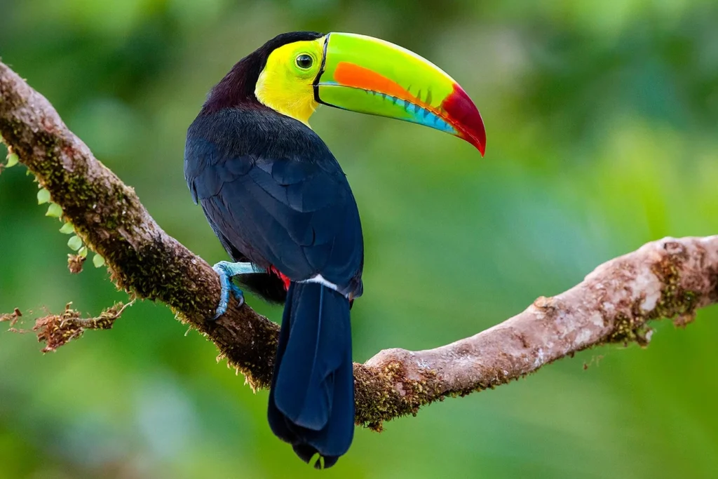 wildlife-in-costa-rica
