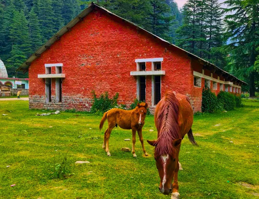 Horses grazing grass in Barot Valley