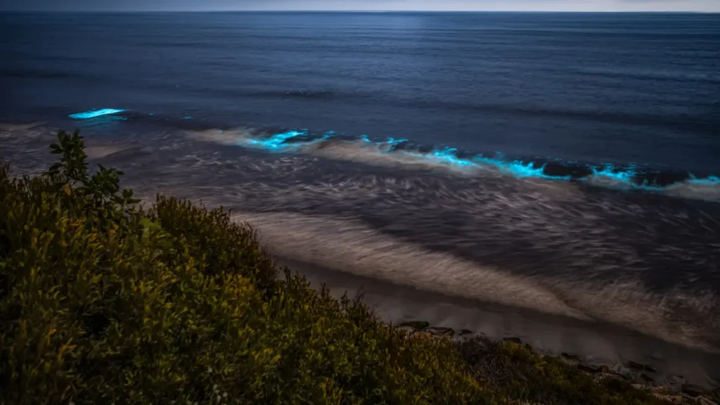 Varkala Bioluminscence beach