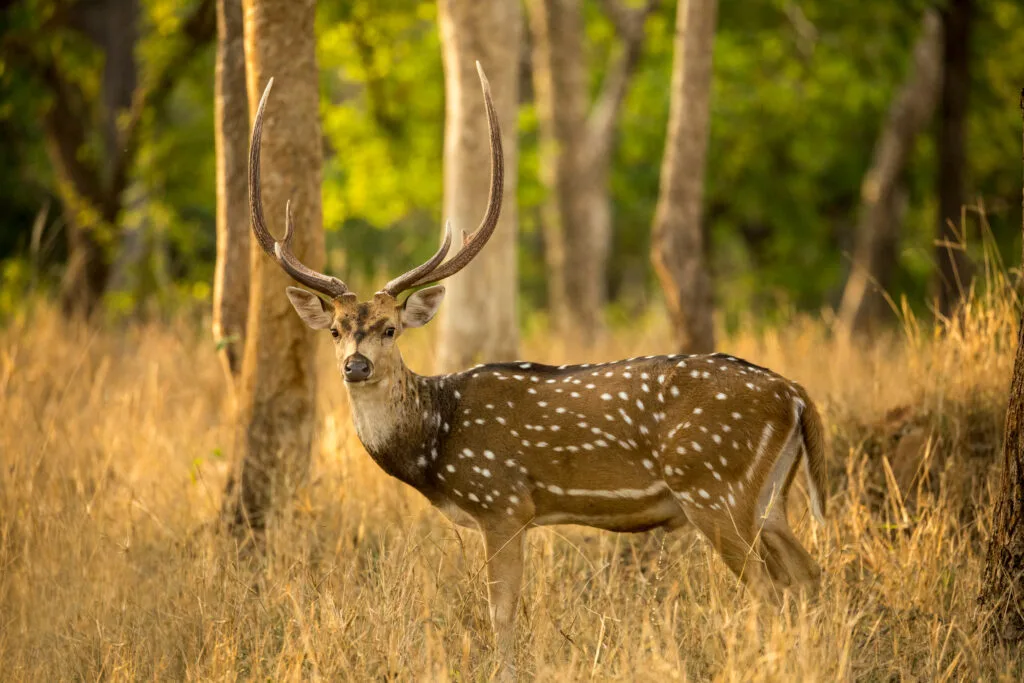 animals of pench