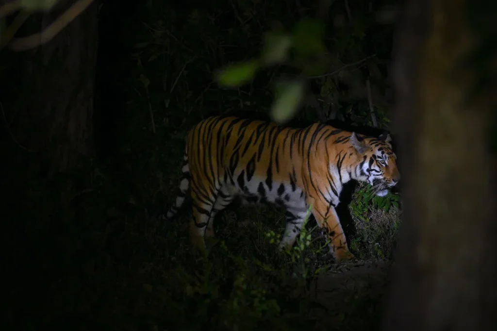 pench night safari