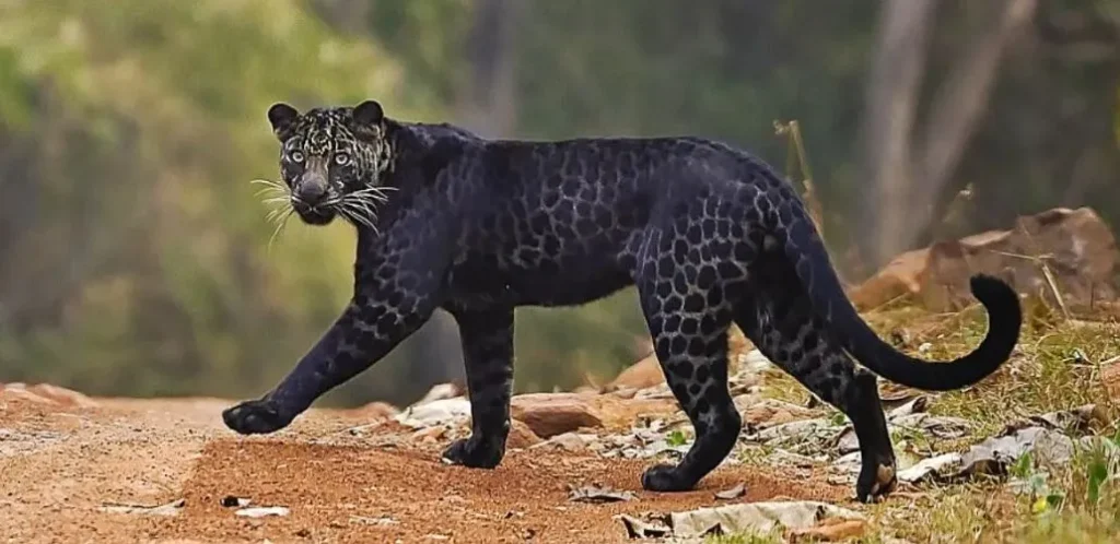 black leopard of the pench national park